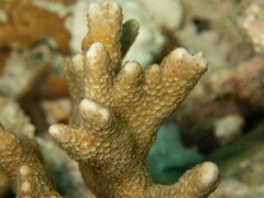 Porites nigrescens