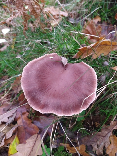 stocking webcap (Cortinarius torvus)