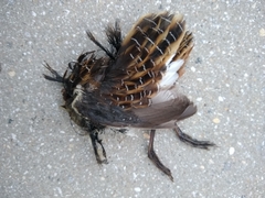 Coturnicops noveboracensis