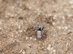 Maratus vultus
