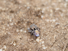 Maratus vultus