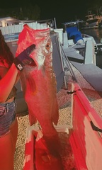 Yellowedge Grouper photo 3