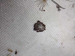 Dermacentor marginatus