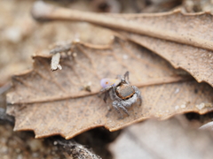 Maratus vultus