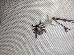 Dermacentor marginatus
