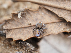 Maratus vultus