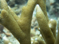 Montipora digitata