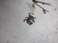 Dermacentor marginatus