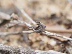 Maratus vultus
