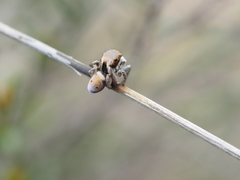 Maratus vultus