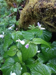 Viola canadensis
