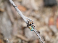 Maratus vultus