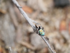 Maratus vultus