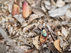 Maratus vultus