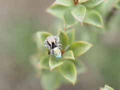 Maratus vultus