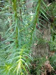 Cunninghamia