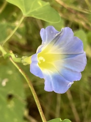 Ipomoea cardiophylla
