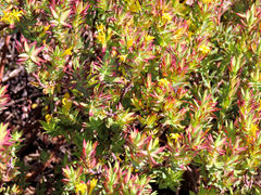 Gnidia styphelioides