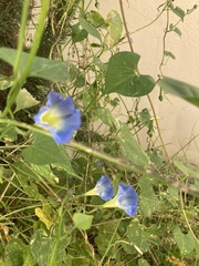 Ipomoea cardiophylla