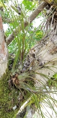 Tillandsia disticha