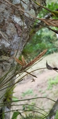 Tillandsia disticha