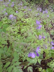 Phacelia bipinnatifida