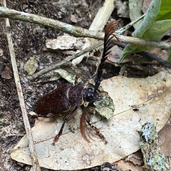 Calocomus kreuchelyi