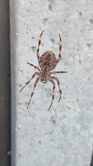 Araneus diadematus