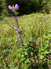 Campanula glomerata glomerata
