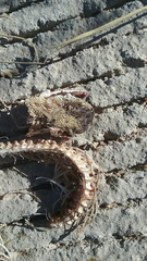 Crotalus molossus molossus