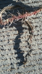 Crotalus molossus molossus