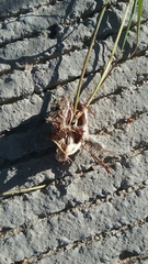 Crotalus molossus molossus