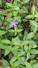 Vinca minor