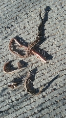 Crotalus molossus molossus