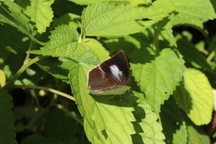 Curetis acuta paracuta