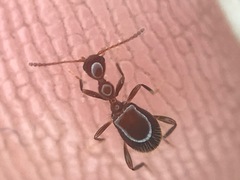 Acanthinus argentinus