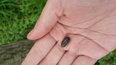 Armadillidium vulgare