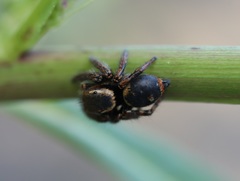 Carrhotus xanthogramma