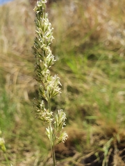 Enneapogon scoparius