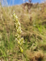 Enneapogon scoparius