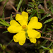 Erect Guinea-Flower - Photo (c) Timothy Hammer, some rights reserved (CC BY-NC)