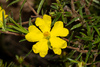 Hibbertia riparia - Photo (c) Tim Hammer, algunos derechos reservados (CC BY), subido por Tim Hammer
