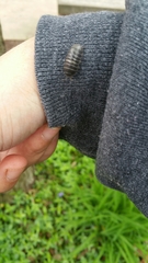 Armadillidium vulgare
