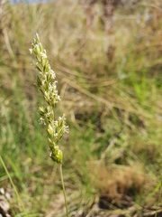 Enneapogon scoparius