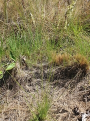 Enneapogon scoparius