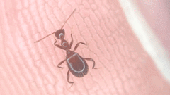 Acanthinus argentinus