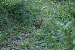 Bambusicola thoracicus