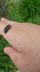 Armadillidium vulgare