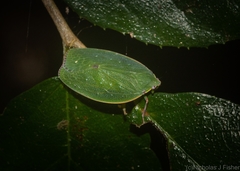 Anabunda murrayfletcheri