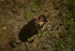 Atyphella scintillans